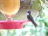 Bird Photo Number 21